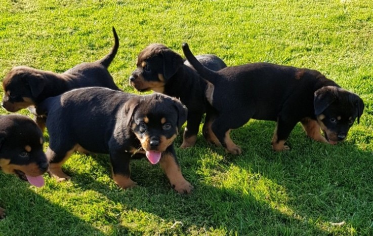 Rottweiler puppies