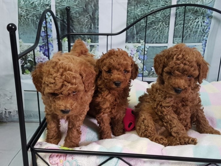 Poodle puppies