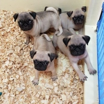 Pug puppies