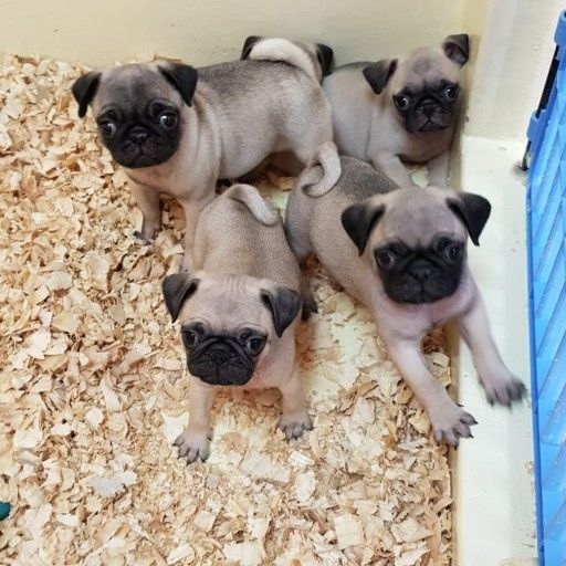 Pug puppies