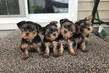 Excellent Yorkie Puppies 