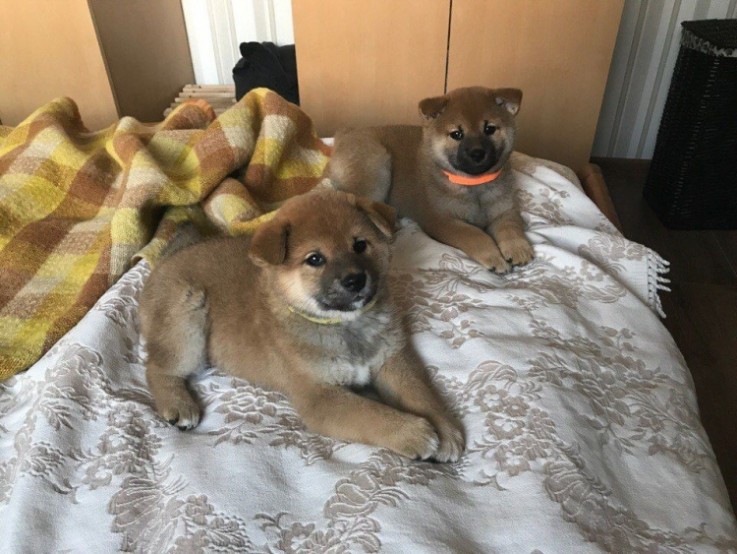 Shiba Inu puppies for sale.