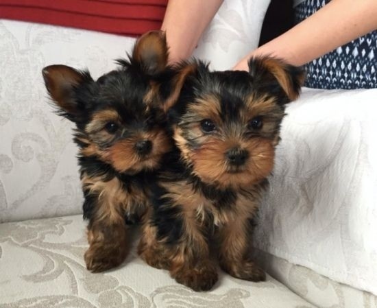 Yorkie puppies