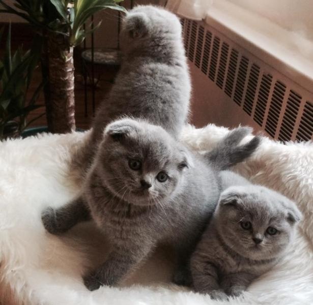 British Shorthair kittens