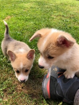 Corgi puppies