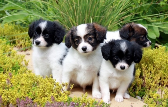 Papillon Puppies