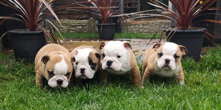 English Bulldog Puppies For sale