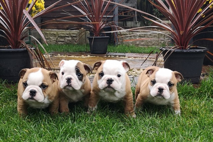 English Bulldog Puppies For sale