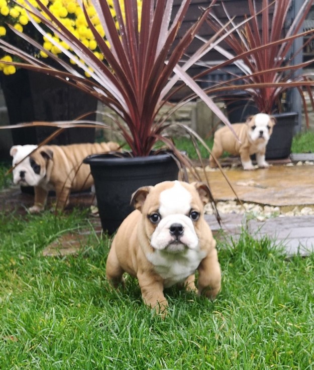 English Bulldog Puppies For sale