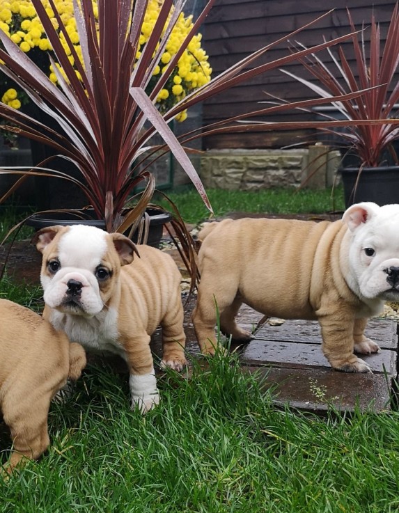 English Bulldog Puppies For sale