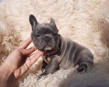 French Bulldog puppies for sale