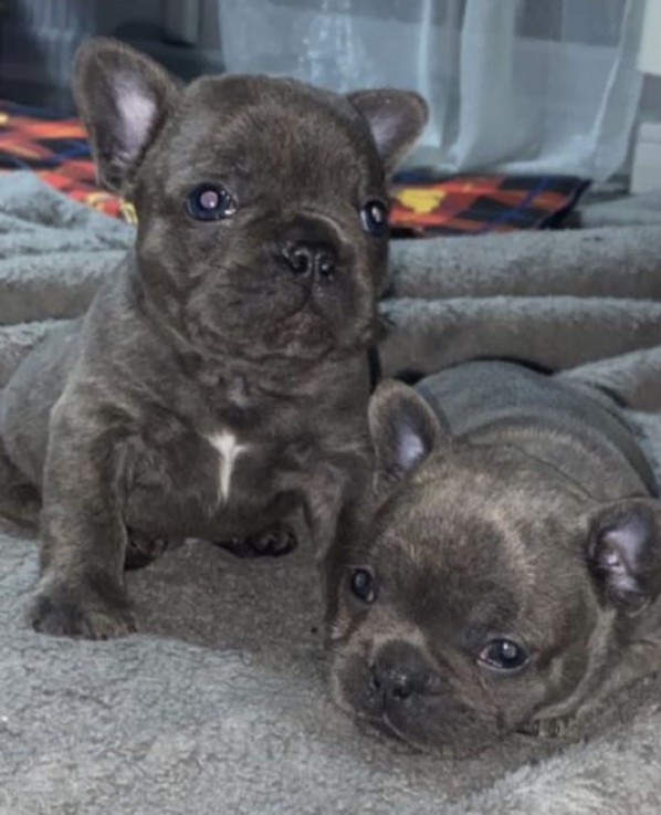 French Bulldog puppies for sale