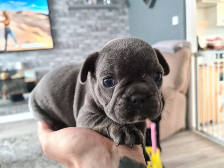 French Bulldog puppies for sale