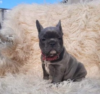 French Bulldog puppies for sale