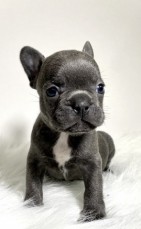 French Bulldog puppies for sale