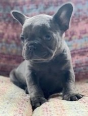 French Bulldog puppies for sale