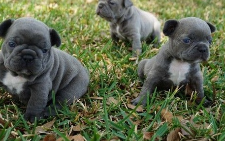 French Bulldog puppies for sale