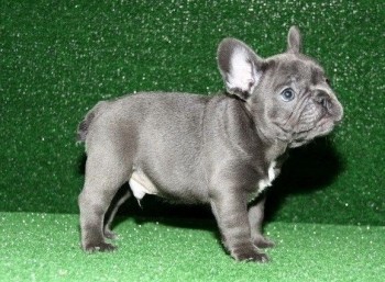 French Bulldog puppies for sale