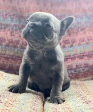 French Bulldog puppies for sale