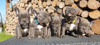 French Bulldog puppies for sale