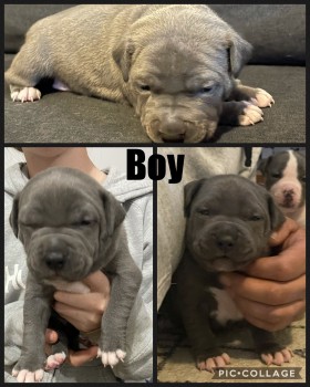 American staffy pups 