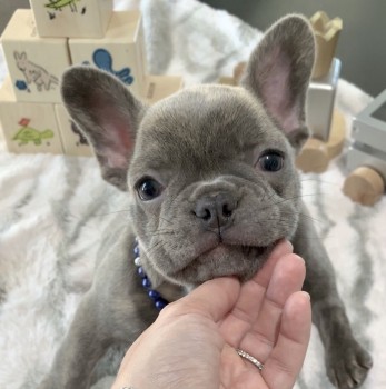 French Bulldog puppies for sale