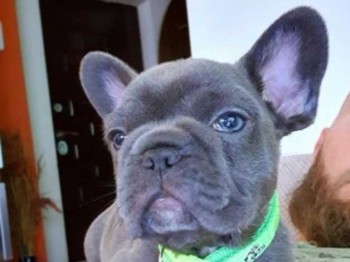 French Bulldog puppies for sale