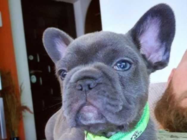 French Bulldog puppies for sale