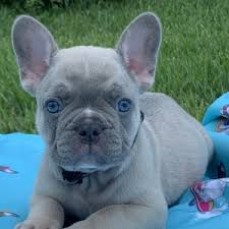 French Bulldog puppies for sale