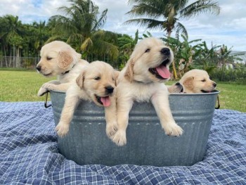 Golden Retriever puppies for sale