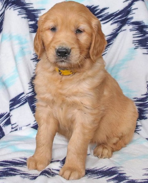 Golden Retriever puppies for sale