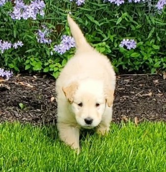 Golden Retriever puppies for sale