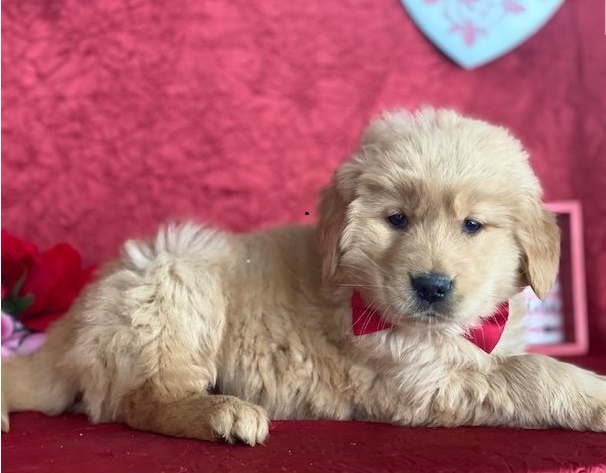 Golden Retriever puppies for sale