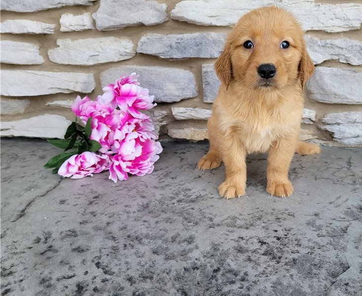 Golden Retriever puppies for sale