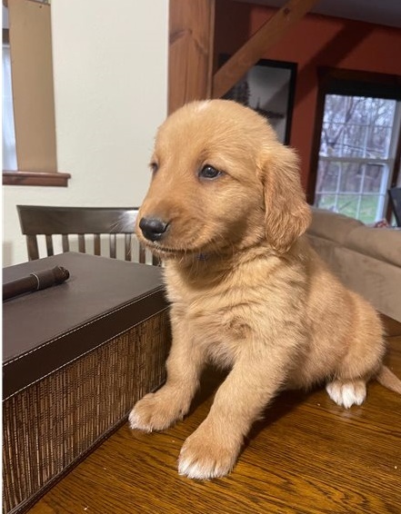 Golden Retriever puppies for sale