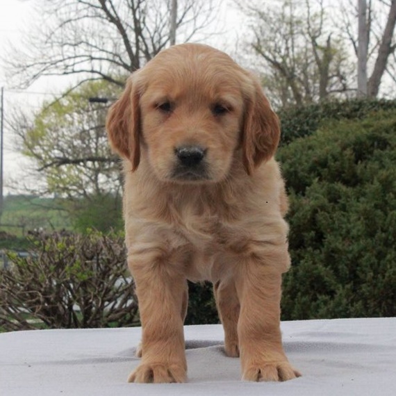 Golden Retriever puppies for sale