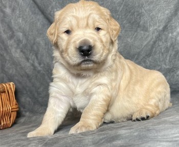 Golden Retriever puppies for sale