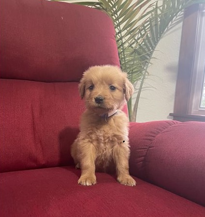 Golden Retriever puppies for sale