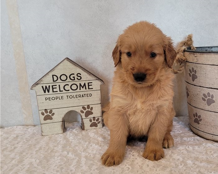 Golden Retriever puppies for sale