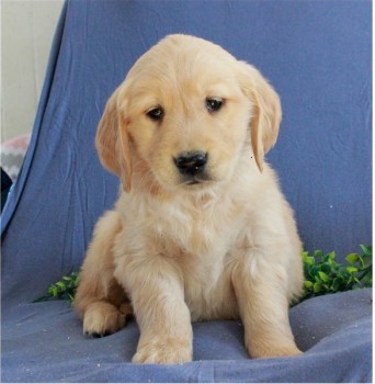 Golden Retriever puppies for sale