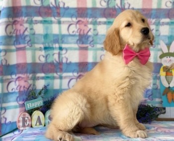 Golden Retriever puppies for sale