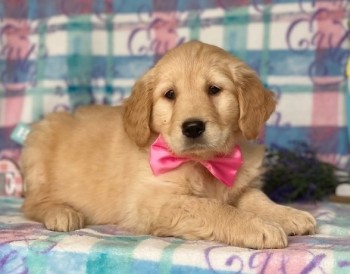 Golden Retriever puppies for sale