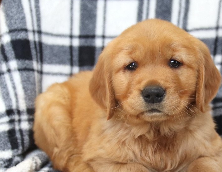 Golden Retriever puppies for sale