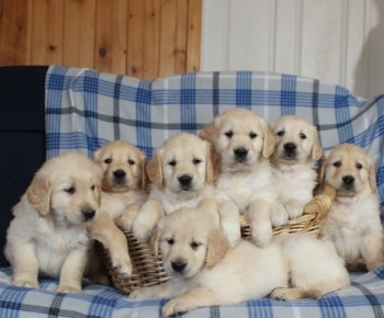 Golden Retriever puppies for sale