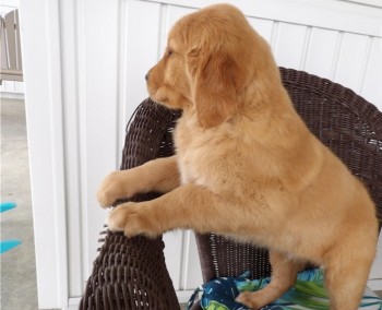 Golden Retriever puppies for sale