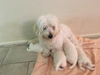 MALTESE PUPPIES