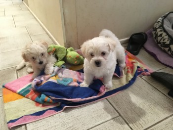 MALTESE PUPPIES