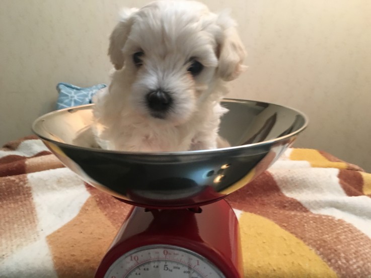 MALTESE PUPPIES