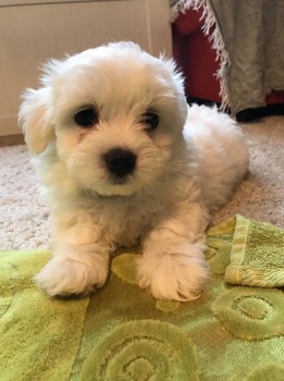 Maltese  pBichon Frise puuppies for sale