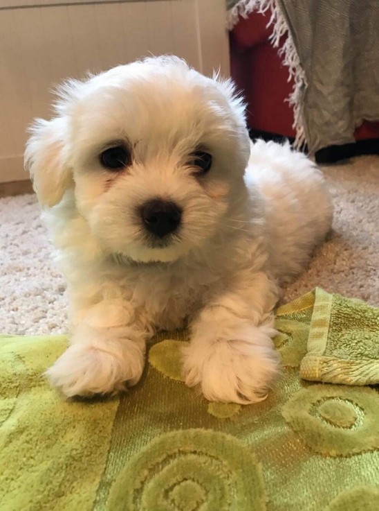 Maltese  pBichon Frise puuppies for sale